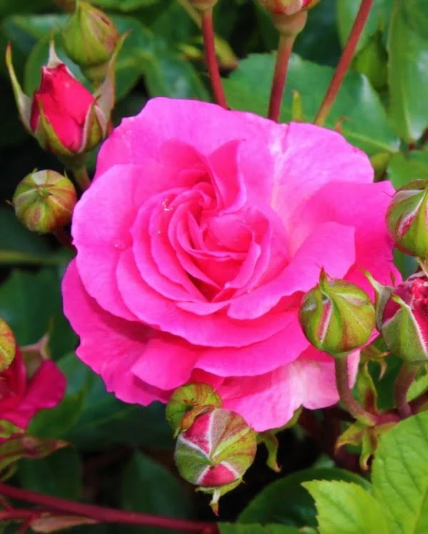 Tom Tom       floribunda              csokros           60-100cm